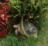 tortoise4.JPG