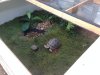 tortoise6.JPG