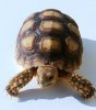 baby sulcata pic.jpg