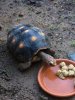 ImageUploadedByTortoise Forum1447163370.690639.jpg