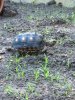 ImageUploadedByTortoise Forum1447163382.035903.jpg