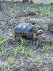 ImageUploadedByTortoise Forum1447163392.635551.jpg