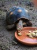 ImageUploadedByTortoise Forum1447163404.686799.jpg