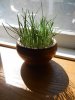 wheat grass smaller.jpg