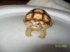 ImageUploadedByTortoise Forum1448226512.418489.jpg