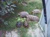 Yellowfoot tortoises 9-30-15 a.jpg