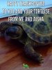 ImageUploadedByTortoise Forum1448510059.658567.jpg