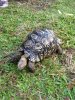 ImageUploadedByTortoise Forum1448582506.026162.jpg