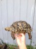 ImageUploadedByTortoise Forum1448582516.147437.jpg