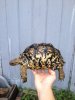 ImageUploadedByTortoise Forum1448582532.733225.jpg