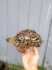 ImageUploadedByTortoise Forum1448582610.013216.jpg