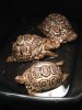 ImageUploadedByTortoise Forum1449089380.606001.jpg