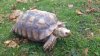 ImageUploadedByTortoise Forum1449964435.907846.jpg