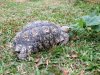 ImageUploadedByTortoise Forum1450052205.933151.jpg