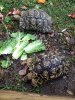 ImageUploadedByTortoise Forum1450564780.980393.jpg