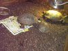 Desert tortoises 2-22-15.jpg