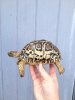 ImageUploadedByTortoise Forum1450825124.420476.jpg