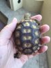 ImageUploadedByTortoise Forum1451108586.339286.jpg