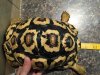 ImageUploadedByTortoise Forum1452050115.000874.jpg