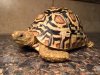 ImageUploadedByTortoise Forum1452051099.514922.jpg