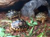 ImageUploadedByTortoise Forum1452232081.988528.jpg