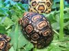 ImageUploadedByTortoise Forum1452232651.766690.jpg