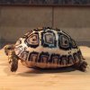 ImageUploadedByTortoise Forum1452233588.428729.jpg