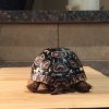 ImageUploadedByTortoise Forum1452233750.916477.jpg