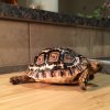 ImageUploadedByTortoise Forum1452234031.506895.jpg