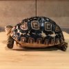 ImageUploadedByTortoise Forum1452234104.266275.jpg