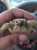 ImageUploadedByTortoise Forum1453655139.919446.jpg