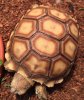 ImageUploadedByTortoise Forum1453733401.591222.jpg