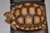 ImageUploadedByTortoise Forum1453733415.341131.jpg