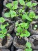 viola seedlings.jpg