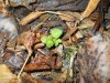 violas seed mulch.jpg