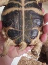 tortoise11.jpg