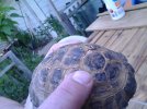 petes turtle1.jpg