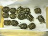 leopard tortoises.jpg