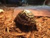 ImageUploadedByTortoise Forum1454914243.557075.jpg