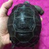 ImageUploadedByTortoise Forum1455320054.701670.jpg