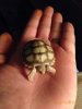 ImageUploadedByTortoise Forum1455510612.596286.jpg