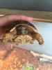 ImageUploadedByTortoise Forum1457221048.262611.jpg