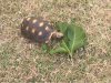 ImageUploadedByTortoise Forum1457288365.926704.jpg