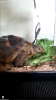 tortoise 2.png