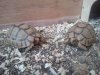 Sira-Tortoise.jpg