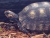 ImageUploadedByTortoise Forum1457900599.181080.jpg