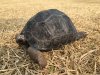 ImageUploadedByTortoise Forum1457968337.098060.jpg