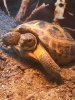 ImageUploadedByTortoise Forum1457991768.401197.jpg