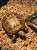 ImageUploadedByTortoise Forum1457991929.513351.jpg