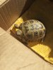 ImageUploadedByTortoise Forum1457991961.597981.jpg